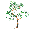 arbre